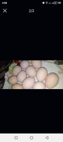 Fertile Aseel eggs 1