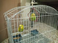 Australian Pair For Sale with Cage