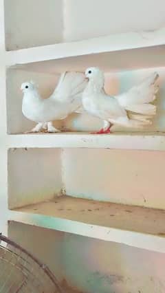 Lucky pigeons  pair for sale