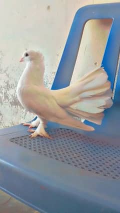 Lucky pigeons   for sale