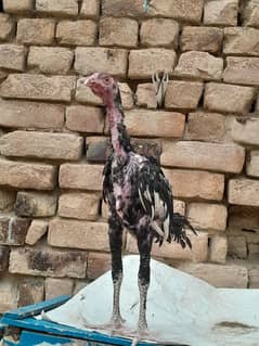 pure bloodline  aseel pathai bird