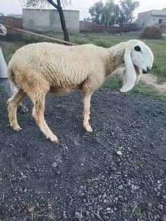 2 Kajli female / 1 male / 2 bakry / ایک بکری فری/   Goat @ Sheep