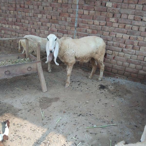 2 KAJLI FEMALE and 1 KAJLA MALE + 1 goat free 2