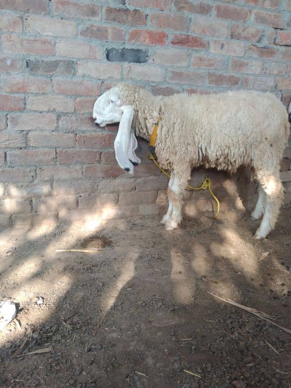 2 KAJLI FEMALE and 1 KAJLA MALE + 1 goat free 3