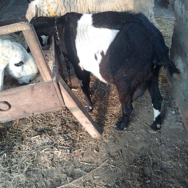 2 KAJLI FEMALE and 1 KAJLA MALE + 1 goat free 4