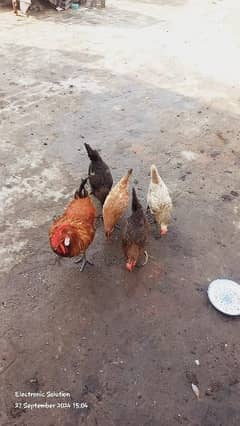 4 Female 1 Male Healthy and Active Eggs laying