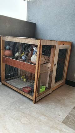 Australian bajri parots with cage