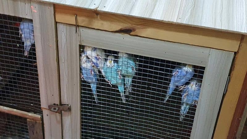 Australian bajri parots with cage 1