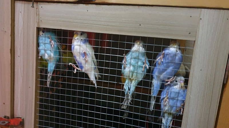 Australian bajri parots with cage 2