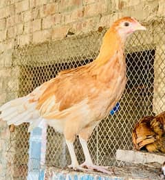 Golden|Misri|Pathi|female|Chicks|Desi egg laying hen| Murgi|chuzay