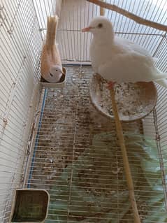 Breeder Pair Dove and Cage