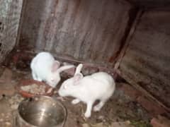 Rabbit Pair 0