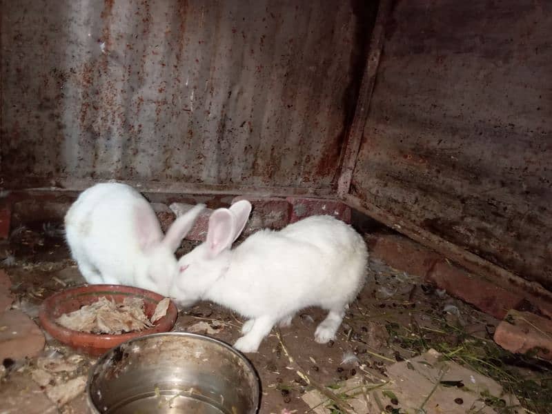 Rabbit Pair 1