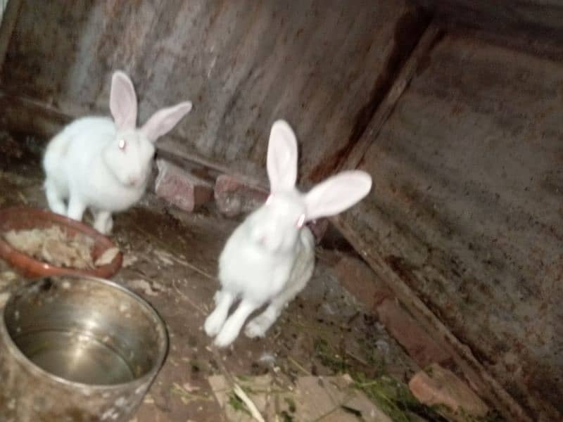 Rabbit Pair 2