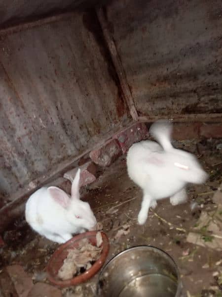 Rabbit Pair 4