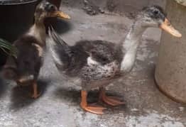 6 month old ducks for sale