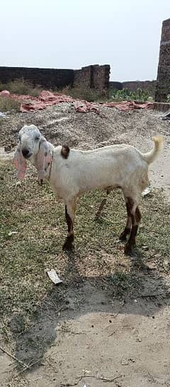 bakra