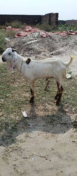 bakra bhot achi quality ka mob 03116380153 1