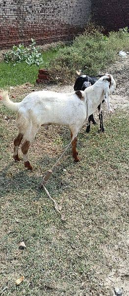 bakra bhot achi quality ka mob 03116380153 3