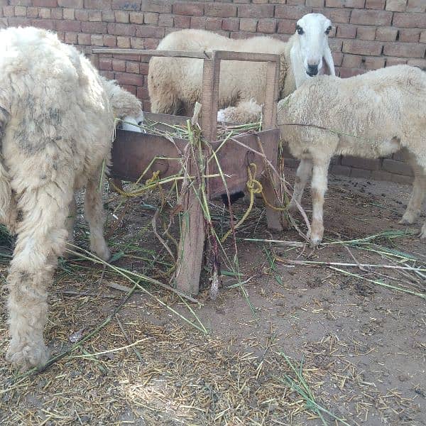 2 KAJLI FEMALE and 1 KAJLA MALE + 1 goat free 5