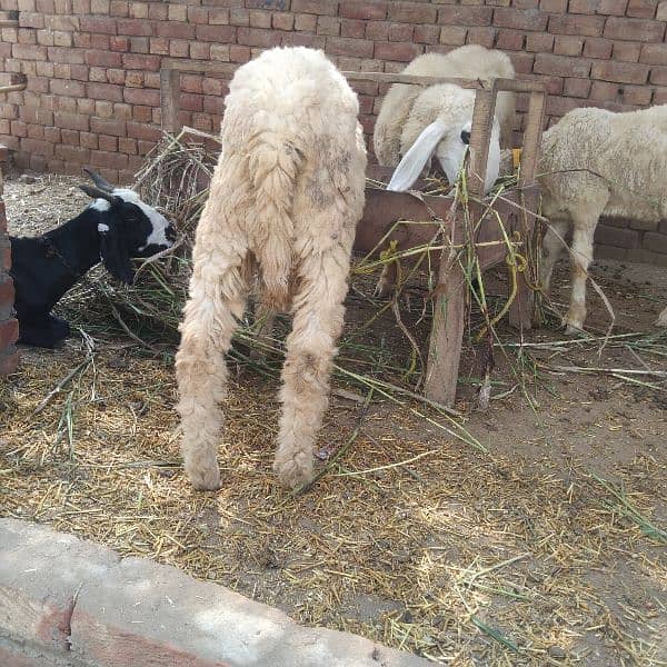 2 KAJLI FEMALE and 1 KAJLA MALE + 1 goat free 6