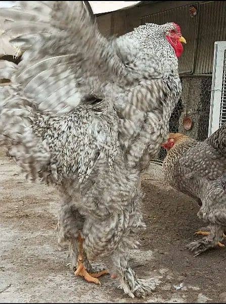 FANCY EGGS and chicks BRAHMA SILKIE BENTEM 0