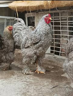 FANCY EGGS BRAHMA SILKIE BENTEM  ASEEL