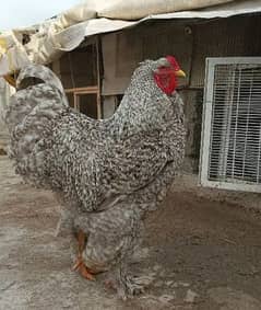 FANCY EGGS and chicks BRAHMA SILKIE BENTEM