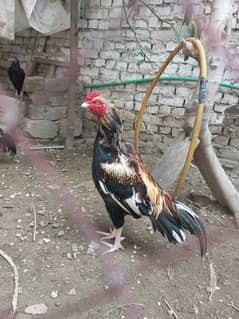 Aseel chicken