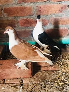 Lahori sherazi breeder pair