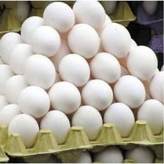 Egg For sale Urgent and Fresh 0