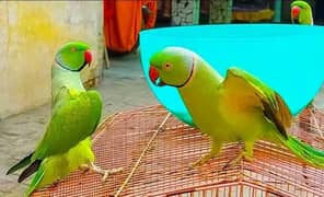 Ringneck pair Male and female parrots