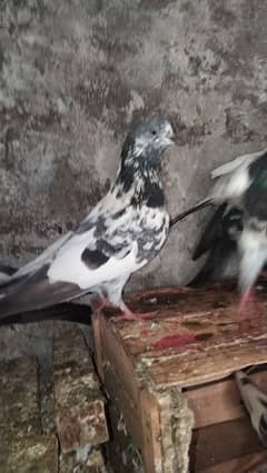 Kabotr urny wala for sale joray 03112858920