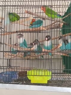 blue blackmask love birds breeder pairs