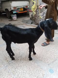 5 month baby goat