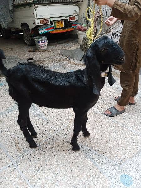 5 month baby goat 4