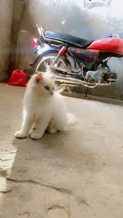 white persian cat