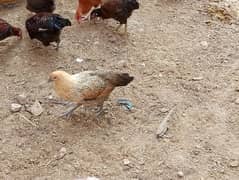 Golden Misri eggs wali murghiyan or breeder murghy