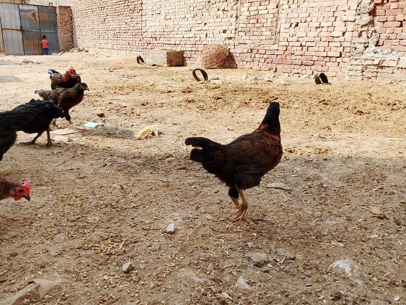 Golden Misri eggs wali murghiyan or breeder murghy 2