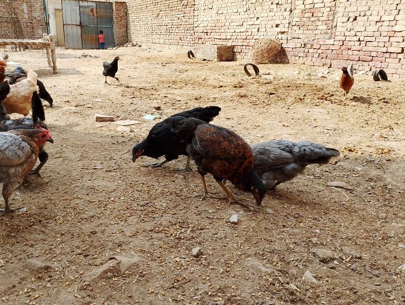 Golden Misri eggs wali murghiyan or breeder murghy 6