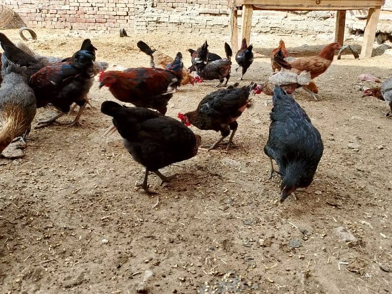 Golden Misri eggs wali murghiyan or breeder murghy 7