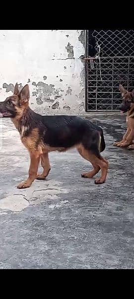 German shepherd puppies available for farm houses 1