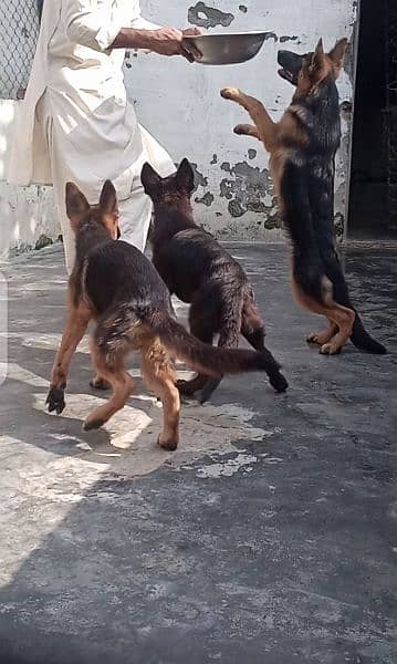 German shepherd puppies available for farm houses 2