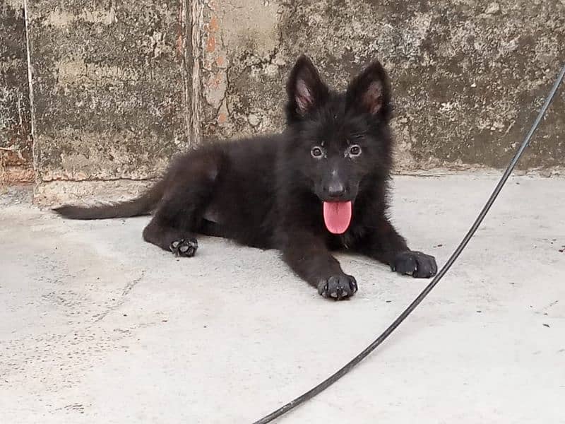 German shepherd puppies available for farm houses 3