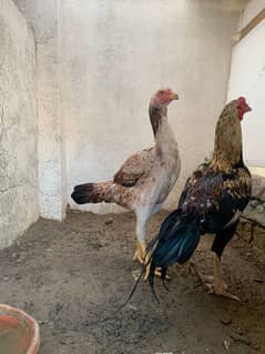 ASEEL PAIR AND PATHAI GOR SALE