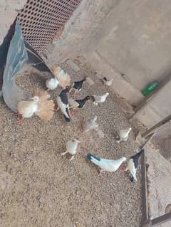 pigeons for sale