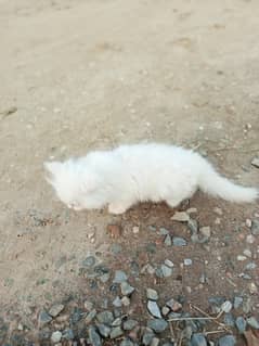 Two Persion Female cat Triple coated long hair