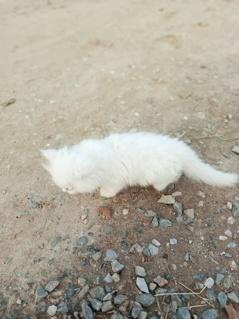 Two Persion Female cat Triple coated long hair 0