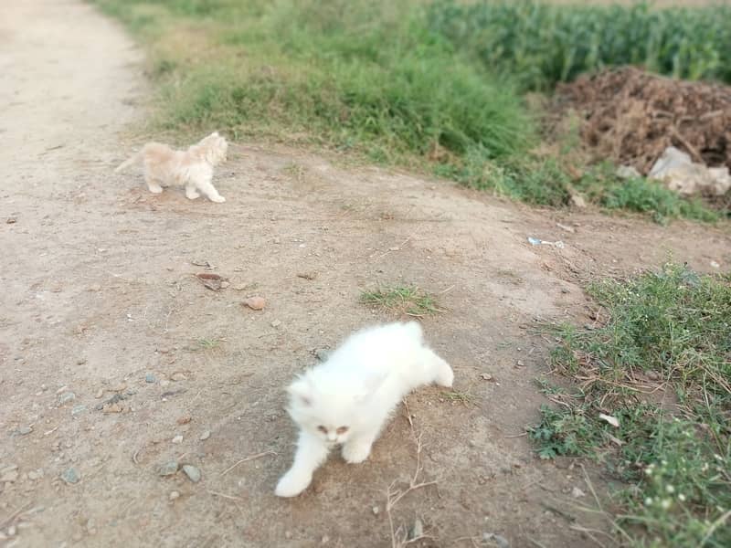 Two Persion Female cat Triple coated long hair 2