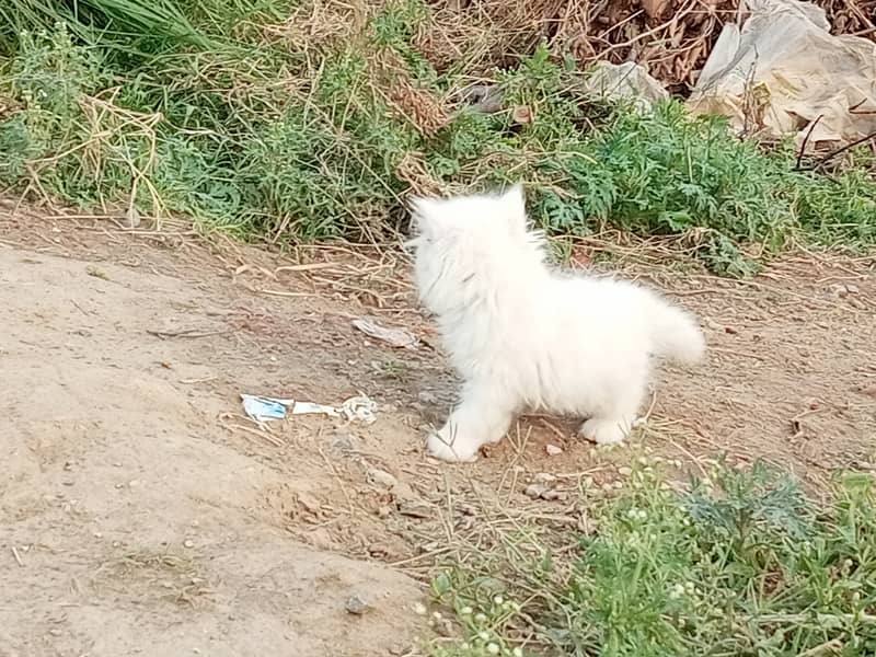 Two Persion Female cat Triple coated long hair 4